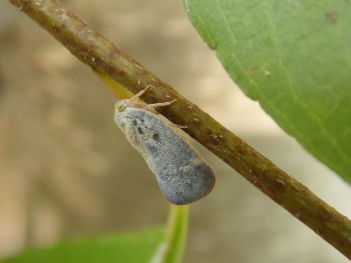 Microlepidottero da determinare - Metcalfa pruinosa